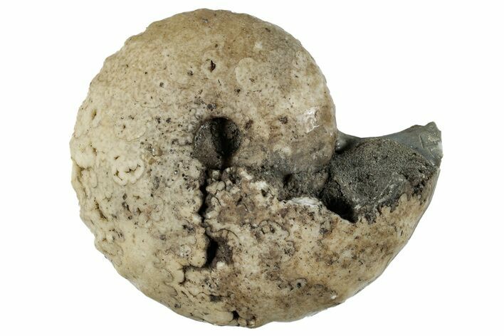 Cretaceous Ammonite (Thomasites) Fossil - Nigeria #262532